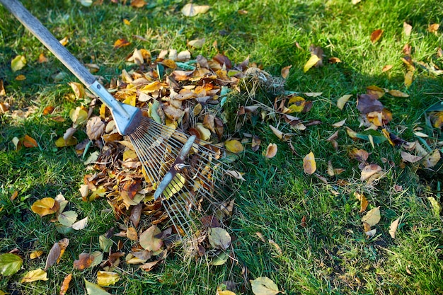 Garden Clearance